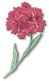 carnation